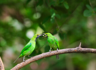 Fototapeta premium Leafbird on a branch in a tropical jungle, Thailand.