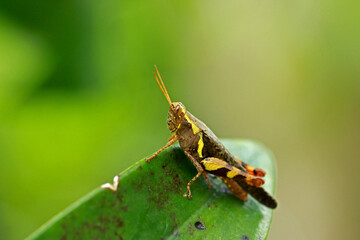 Grasshopper grip on large leaves to camouflage it.