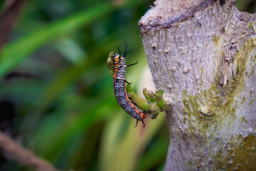 striped blue crow's caterpillar (Euploea mulciber)