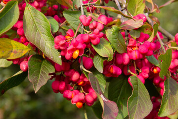 Bright unique pink flowers with fruits of a spindle bush, also called Euonymus europaeus or...