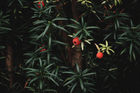 Taxus Baccata dark green foliage and bright red seed cones arin