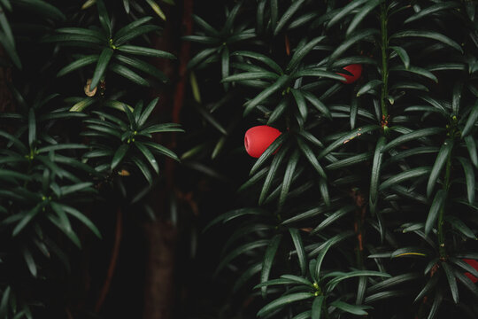 Taxus Baccata dark green foliage with red seed cones arin