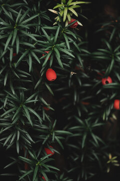 Taxus Baccata dark green foliage and bright red seed cones arin