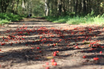 Rote Beeren auf dem Waldboden


