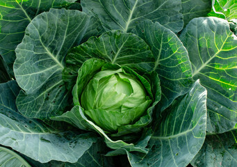 small cabbage head