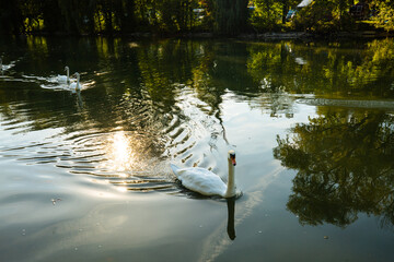 Swan family on the Isar in autumn