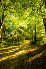 Forest path on the Isar in autumn, sunshine