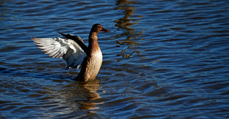Female mallard stretching her wings