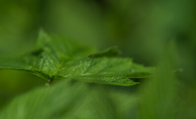 A green leaf closeup at summer in saarland, copy space