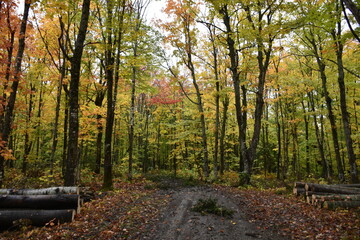 Fototapeta premium A sugar bush in autumn, Sainte-Apolline, Québec, Canada
