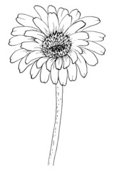Hand drawn gerbera flower in liner sketch.