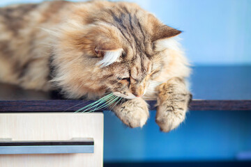 A beautiful fluffy cat of the Siberian breed lies in the apartment on the table and looks down.