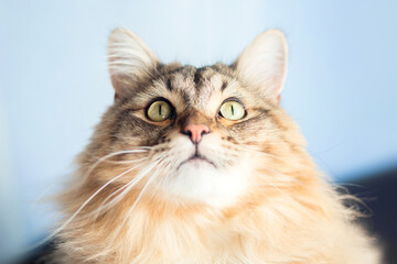 A beautiful fluffy cat of the Siberian breed looks up. Tortoiseshell cat color, tabby color