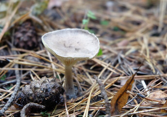 Gray forest mushroom in the grass among fallen leaves in autumn, top view, selective focus, blurred background, horizontal orientation.