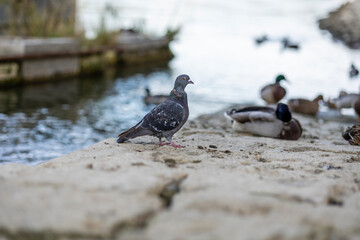 01.10.2021, GER, Bayern, Passau: Neben Wasservögeln gehören auch Stadttauben zu den typischen Tieren im Stadtbereich.