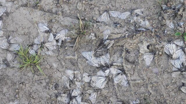 Tens of hundreds, of thousands of butterflies were destroyed by cars during mating swarming. Insects are lying on the side of the highway