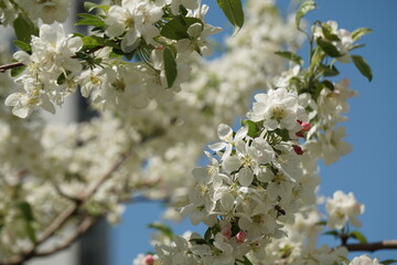 tree blossom