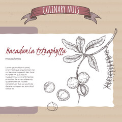 Macadamia tetraphylla aka macadamia branch and nuts sketch on cardboard background. Culinary nuts series. - obrazy, fototapety, plakaty