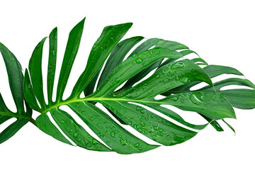 Green leaves frame of Monstera philodendron