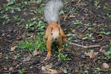 squirrel in the forest