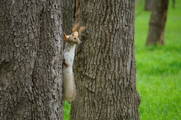 squirrel on a tree
