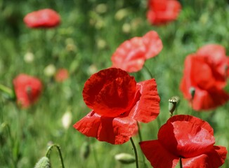 Red flowers of wild poppy in the field
