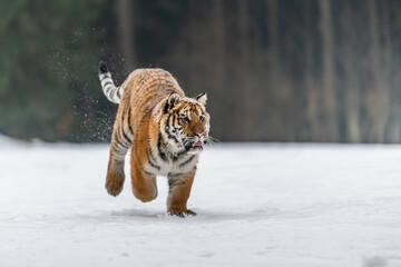 Siberian Tiger running in snow. Beautiful, dynamic and powerful photo of this majestic animal. Set in environment typical for this amazing animal. Birches and meadows