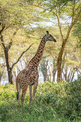 Giraffe in front Amboseli national park Kenya masai mara.(Giraffa reticulata) sunset.