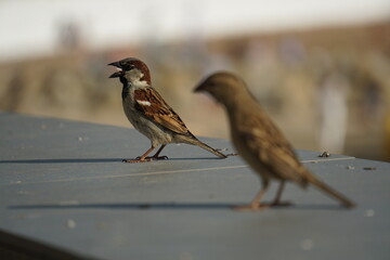 sparrow on a fence