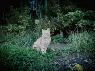 ginger cat in the grass