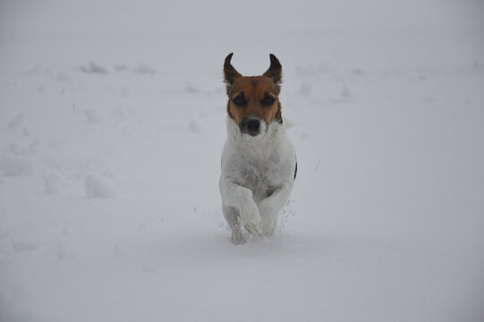 jack russell terrier is running in the snow