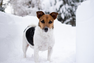 jack russell terrier in snow