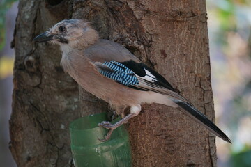 
jay on a tree