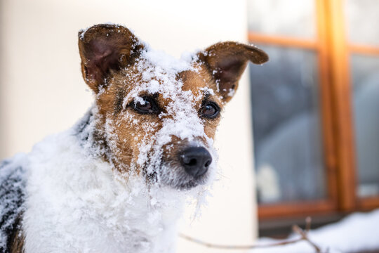 jack russell terrier in the snow