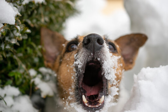 Jack Russell Terrier barks