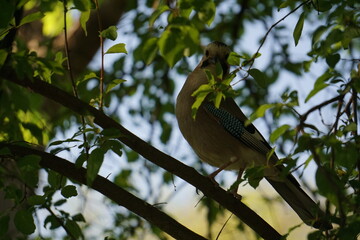 
jay on a tree