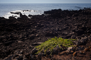 View of Capers plant on the lava rocks