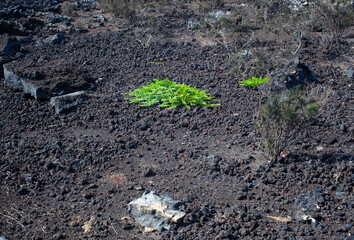 View of Capers plant on the lava rocks