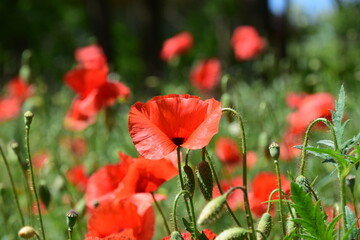 red poppy in the field