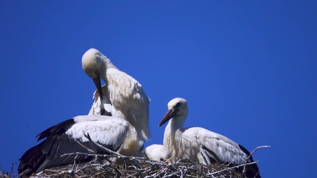 Three white stork chicks in nest. Chicks before departure. Folk bird, a symbol of home comfort and family