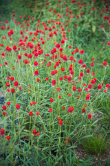Beautiful red wildflowers in the countryside. Shirakawa go, Japan