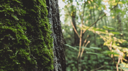 tree in the forest