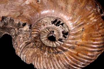 Macro mineral stone Ammonite shell on a black background