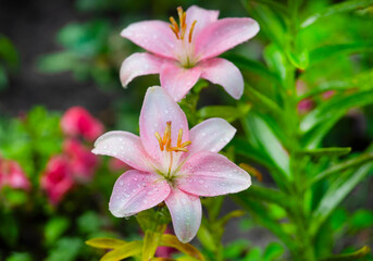 Pink lily flower grows in the summer garden.