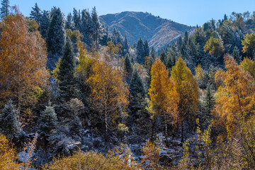 Mixed deciduous-coniferous mountain forest under the first snow