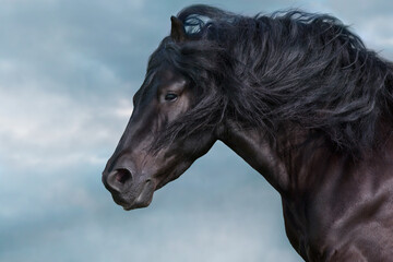 Obraz na płótnie Canvas Black stallion with long mane portrait free run fast