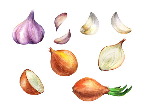 Set of onion and garlic illustration watercolor isolated on white background