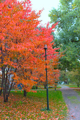 autumn in the park