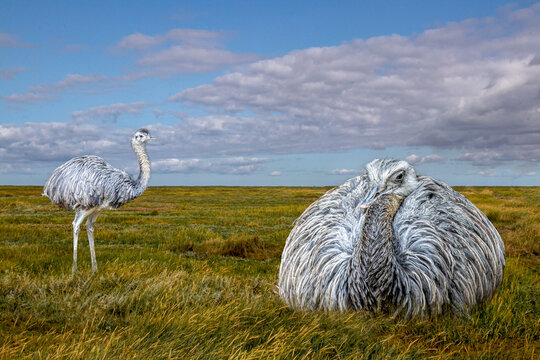 two greater rheas one sitting one standing