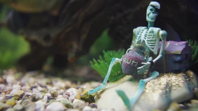 Skeleton pirate in an aquarium with a bottle of rum. Treasures.